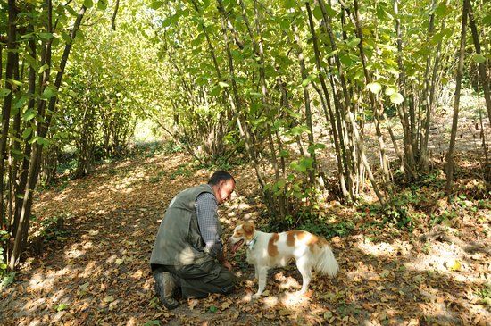 Università dei cani da tartufo